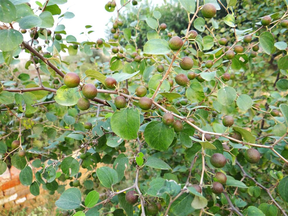 Ziziphus nummularia